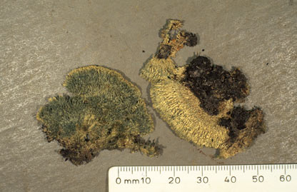 click to enlarge click to enlarge