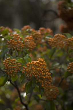 APII jpeg image of Auranticarpa rhombifolia  © contact APII