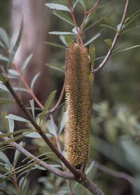 APII jpeg image of Banksia paludosa  © contact APII