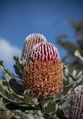 APII jpeg image of Banksia menziesii  © contact APII