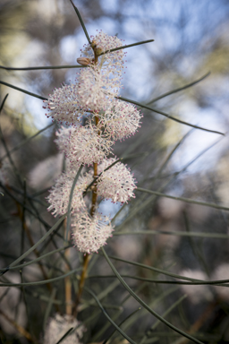 APII jpeg image of Hakea drupacea  © contact APII
