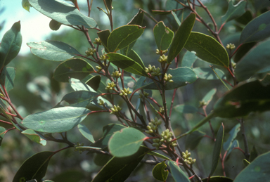 APII jpeg image of Eucalyptus camfieldii  © contact APII