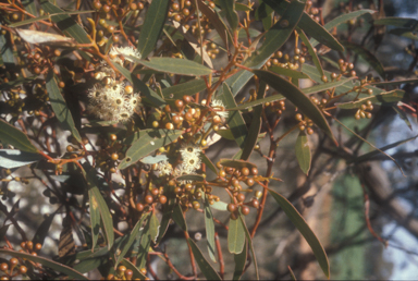 APII jpeg image of Eucalyptus gracilis  © contact APII