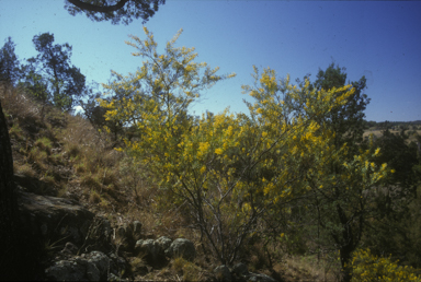 APII jpeg image of Hakea pulvinifera  © contact APII