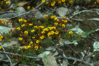 APII jpeg image of Pultenaea pedunculata  © contact APII