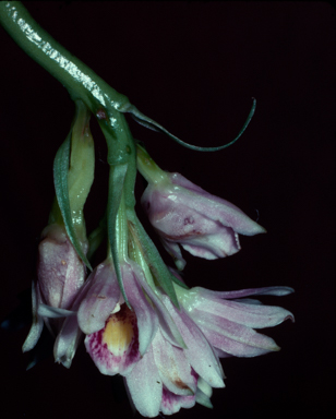 APII jpeg image of Geodorum densiflorum  © contact APII