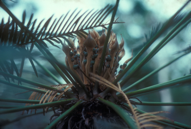 APII jpeg image of Cycas media  © contact APII