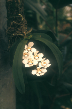 APII jpeg image of Sarcochilus falcatus  © contact APII