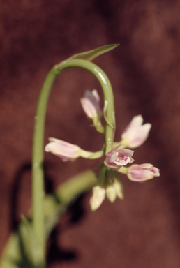 APII jpeg image of Geodorum densiflorum  © contact APII