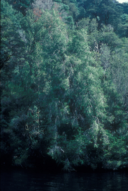 APII jpeg image of Lagarostrobos franklinii  © contact APII