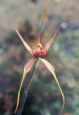 APII jpeg image of Caladenia huegelii  © contact APII