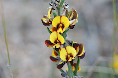 APII jpeg image of Aotus subglauca var. subglauca  © contact APII