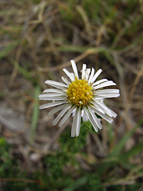 APII jpeg image of Calotis cuneifolia  © contact APII