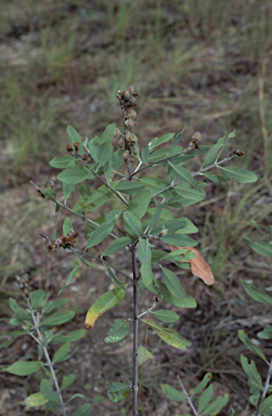 APII jpeg image of Gastrolobium grandiflorum  © contact APII
