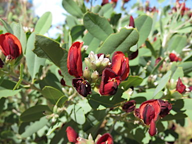 APII jpeg image of Gastrolobium grandiflorum  © contact APII