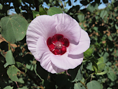 APII jpeg image of Gossypium sturtianum  © contact APII