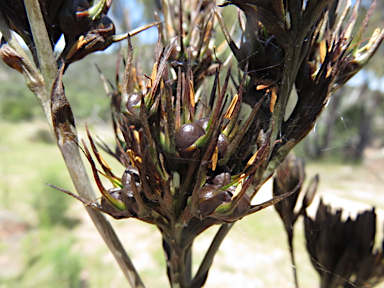 APII jpeg image of Haemodorum planifolium  © contact APII
