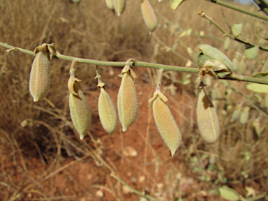 APII jpeg image of Isotropis atropurpurea  © contact APII