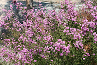 APII jpeg image of Kunzea obovata  © contact APII