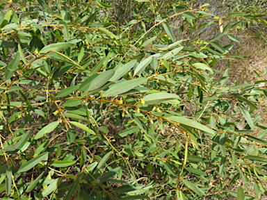 APII jpeg image of Lamprolobium fruticosum  © contact APII