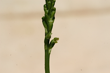 APII jpeg image of Microtis parviflora  © contact APII