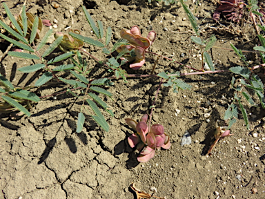 APII jpeg image of Neptunia gracilis  © contact APII