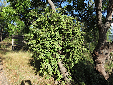 APII jpeg image of Pachygone ovata  © contact APII