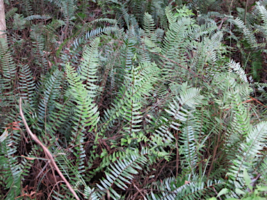 APII jpeg image of Pellaea falcata  © contact APII