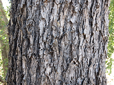 APII jpeg image of Pleiogynium timoriense  © contact APII