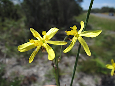 APII jpeg image of Tricoryne elatior  © contact APII