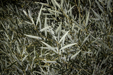 APII jpeg image of Acacia georginae  © contact APII