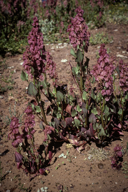 APII jpeg image of Rumex vesicarius  © contact APII
