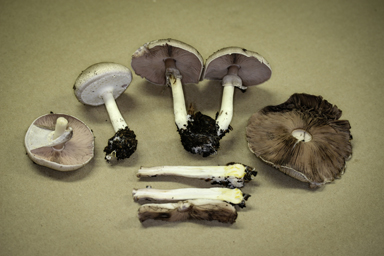 APII jpeg image of Agaricus  © contact APII