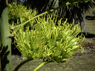 APII jpeg image of Agave americana  © contact APII