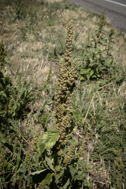 APII jpeg image of Amaranthus retroflexus  © contact APII