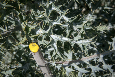 APII jpeg image of Argemone ochroleuca  © contact APII