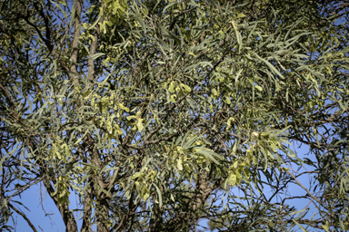 APII jpeg image of Atalaya hemiglauca  © contact APII