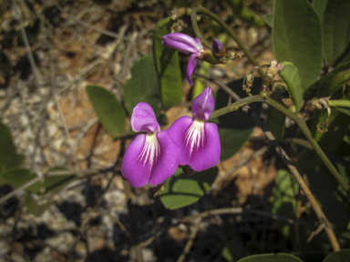 APII jpeg image of Canavalia rosea  © contact APII