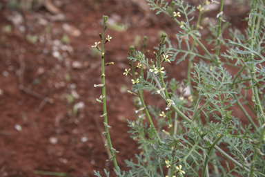 APII jpeg image of Carrichtera annua  © contact APII