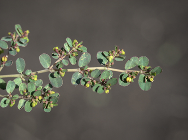 APII jpeg image of Euphorbia drummondii  © contact APII