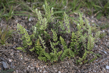 APII jpeg image of Cheilanthes distans  © contact APII