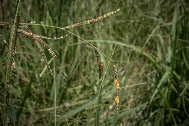 APII jpeg image of Paspalum urvillei  © contact APII