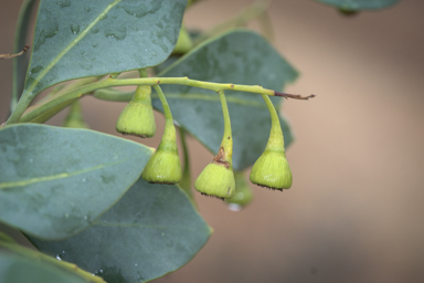 APII jpeg image of Codonocarpus cotinifolius  © contact APII