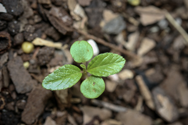 APII jpeg image of Corchorus olitorius  © contact APII