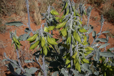 APII jpeg image of Crotalaria cunninghamii subsp. sturtii  © contact APII