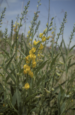 APII jpeg image of Crotalaria mitchellii subsp. mitchelli  © contact APII