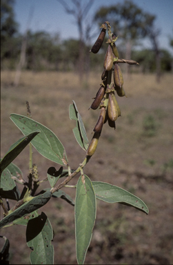 APII jpeg image of Crotalaria novae-hollandiae subsp. novae-hollandiae  © contact APII