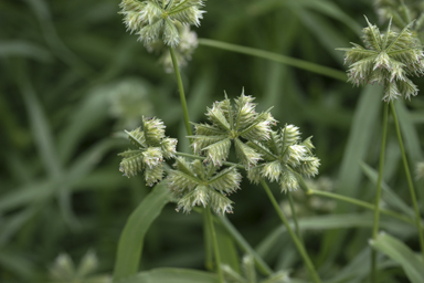 APII jpeg image of Dactyloctenium radulans  © contact APII