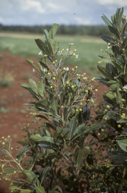 APII jpeg image of Duboisia leichhardtii x myoporoides  © contact APII