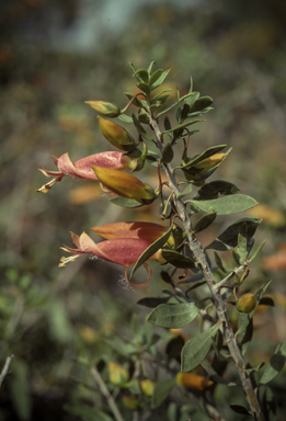 APII jpeg image of Eremophila maculata  © contact APII